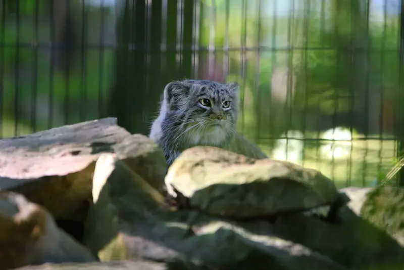 クラクフ動物園のツァスの写真