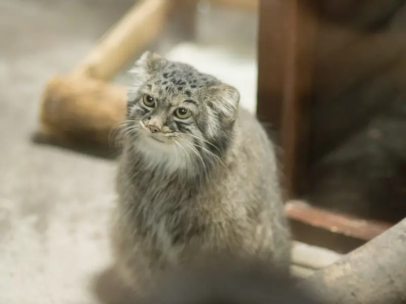 恩賜上野動物園のサフランの写真