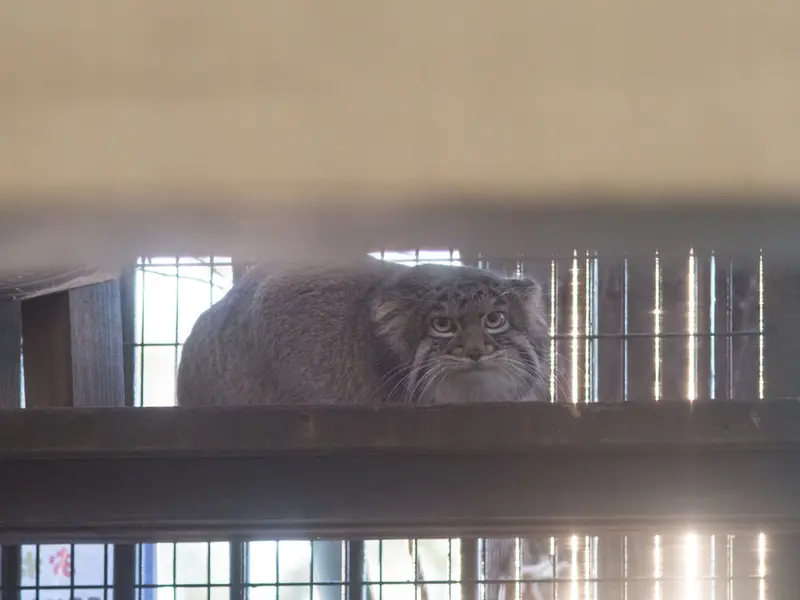 野毛山動物園のフィーガの写真