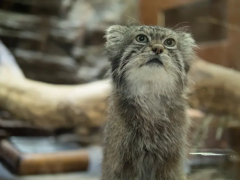 恩賜上野動物園のクリョンの写真