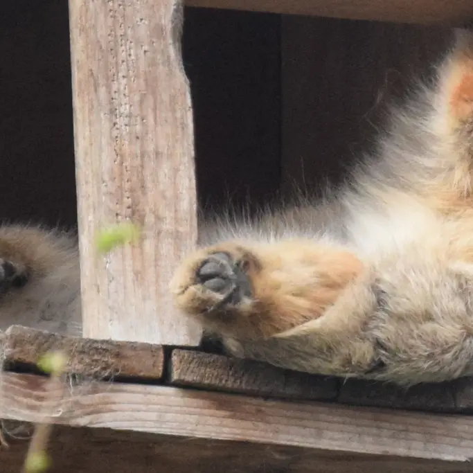 ブダペスト動物園＆植物園のルーシーの写真