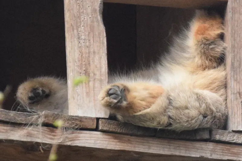 ブダペスト動物園＆植物園のルーシーの写真
