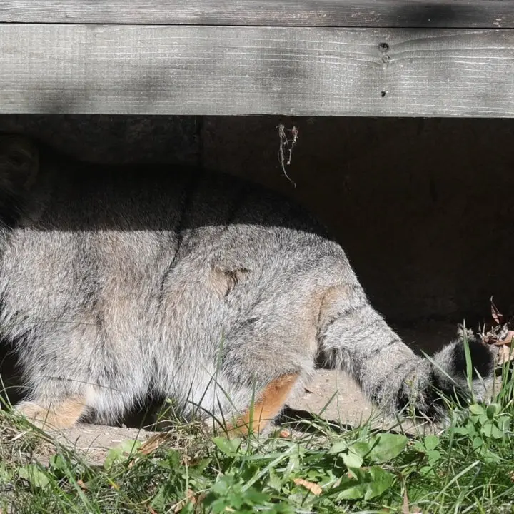 モスクワ動物園のティモフェイの写真