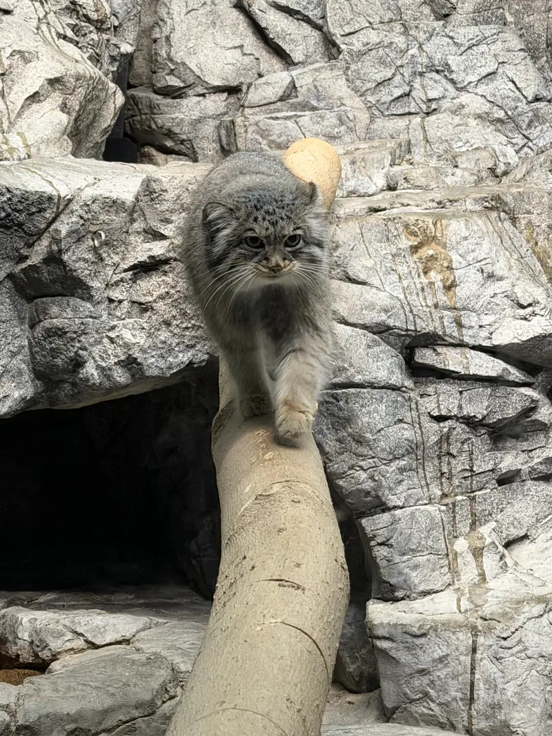 シンシナティ動物園のイザベルの写真