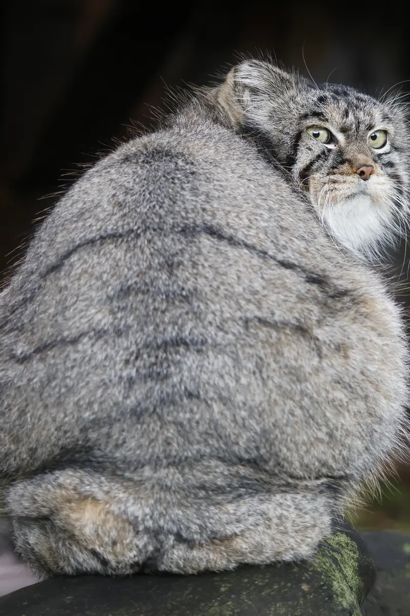 モスクワ動物園のティモフェイの写真