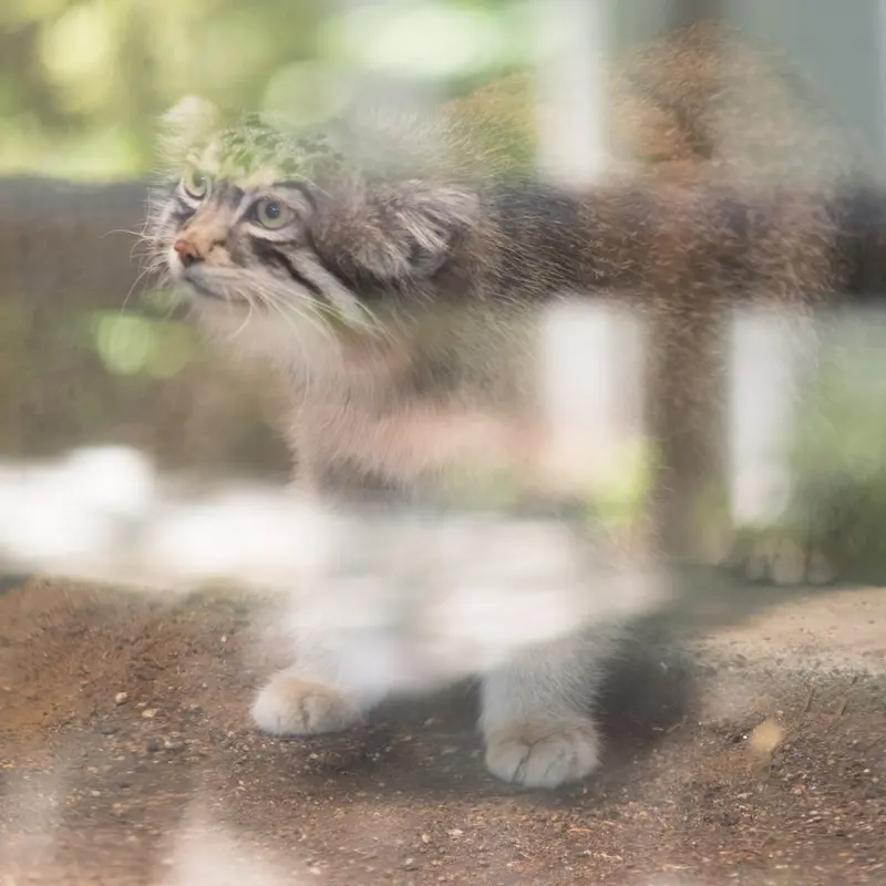 神戸市立王子動物園のイーリスの写真