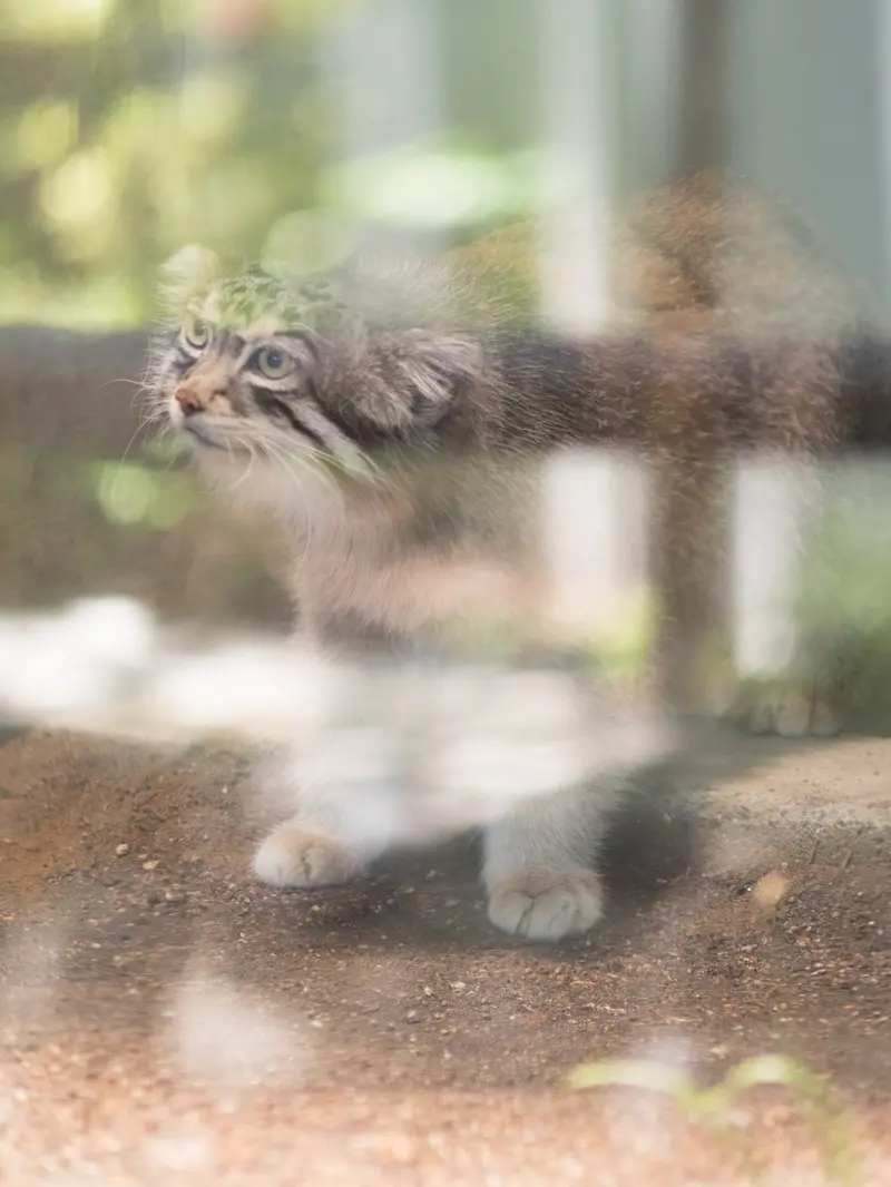神戸市立王子動物園のイーリスの写真