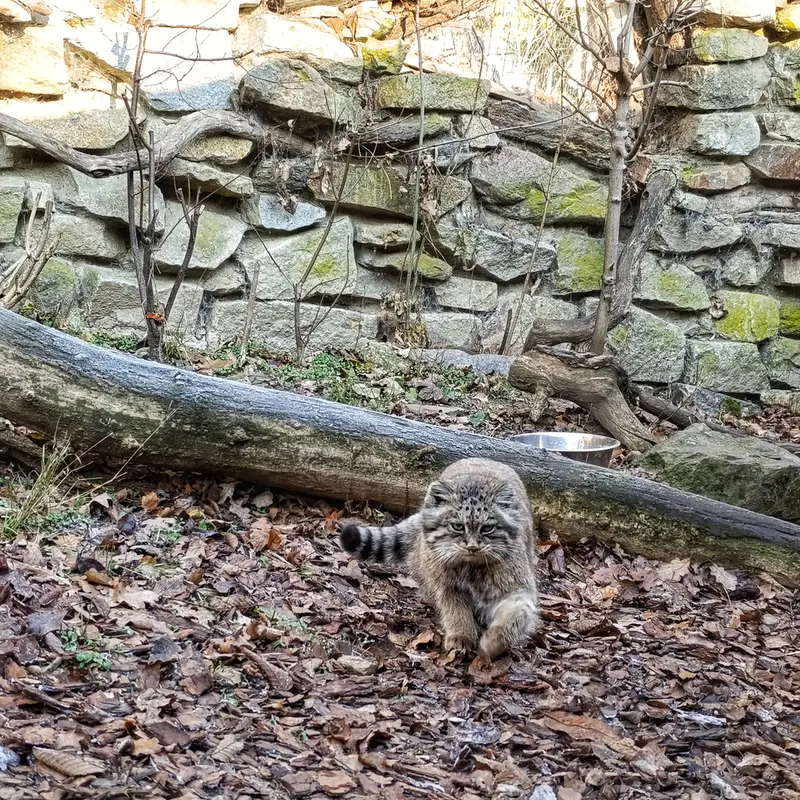 イフラヴァ動物園のルガシャの写真