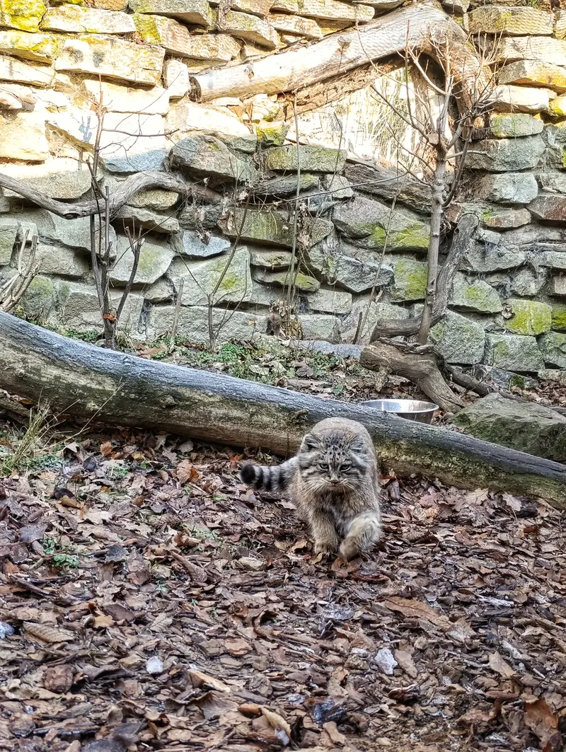 イフラヴァ動物園のルガシャの写真