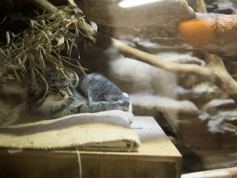 恩賜上野動物園のクリョンの写真