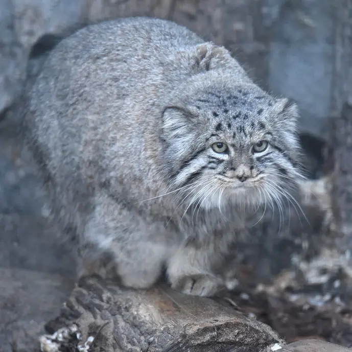レニングラード動物園のスヴェンの写真
