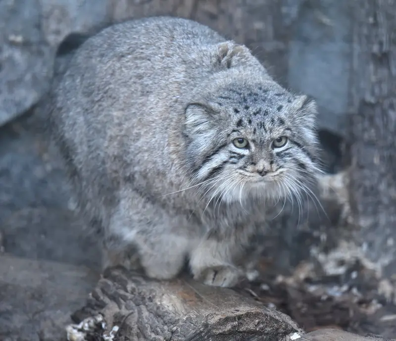 レニングラード動物園のスヴェンの写真