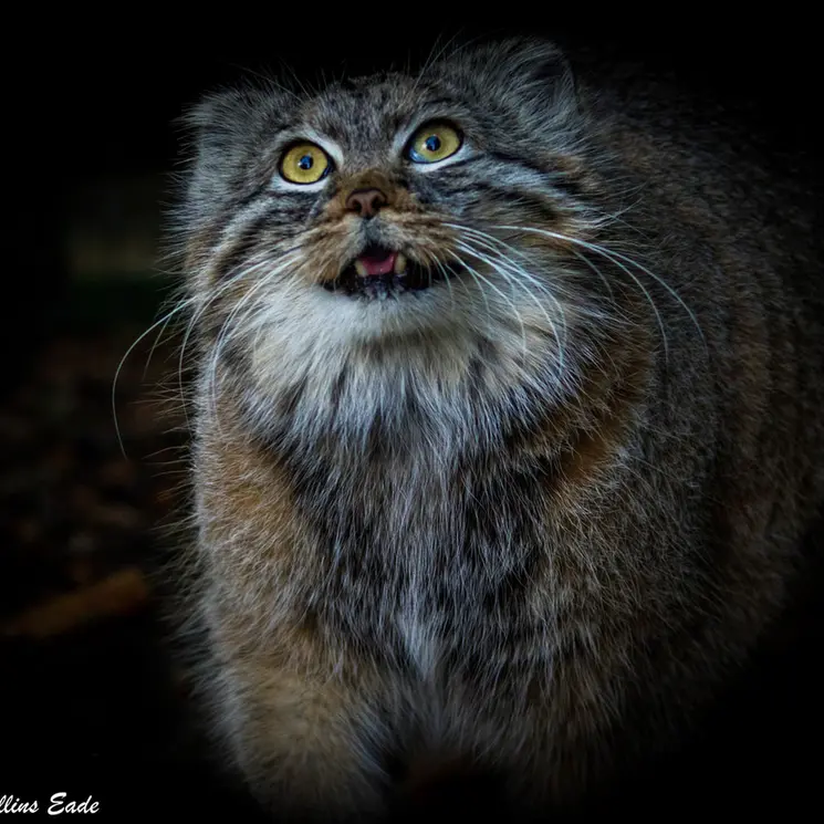 ビッグ・キャット・サンクチュアリのカラの写真