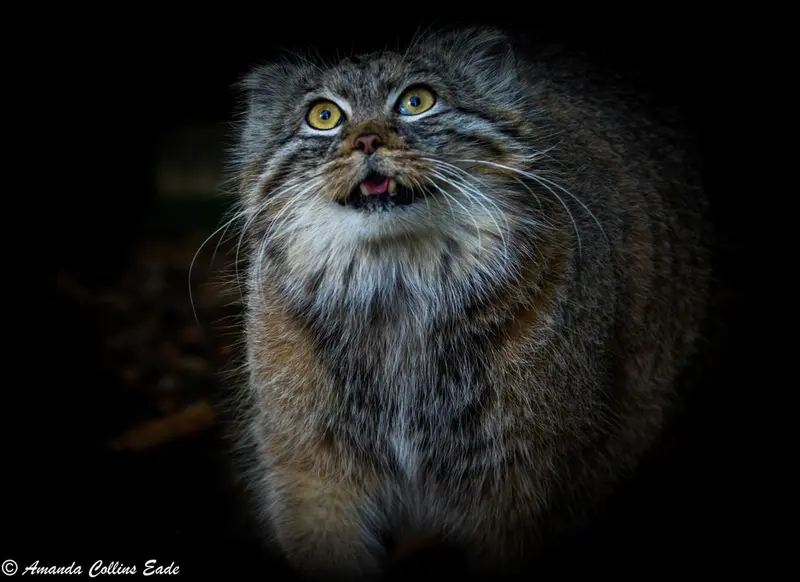 ビッグ・キャット・サンクチュアリのカラの写真