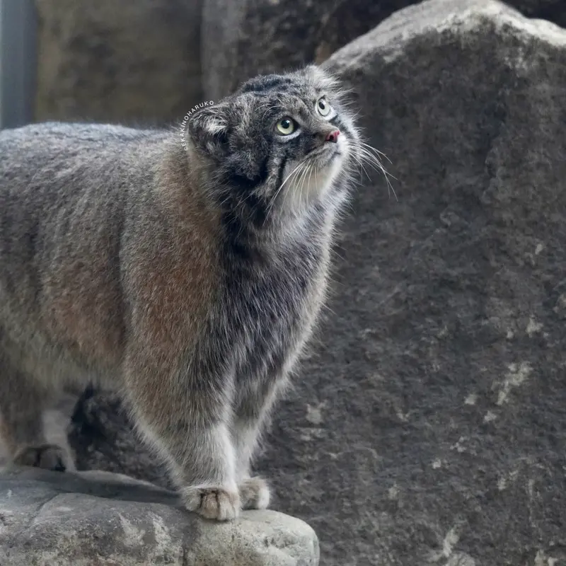 神戸どうぶつ王国のナルの写真