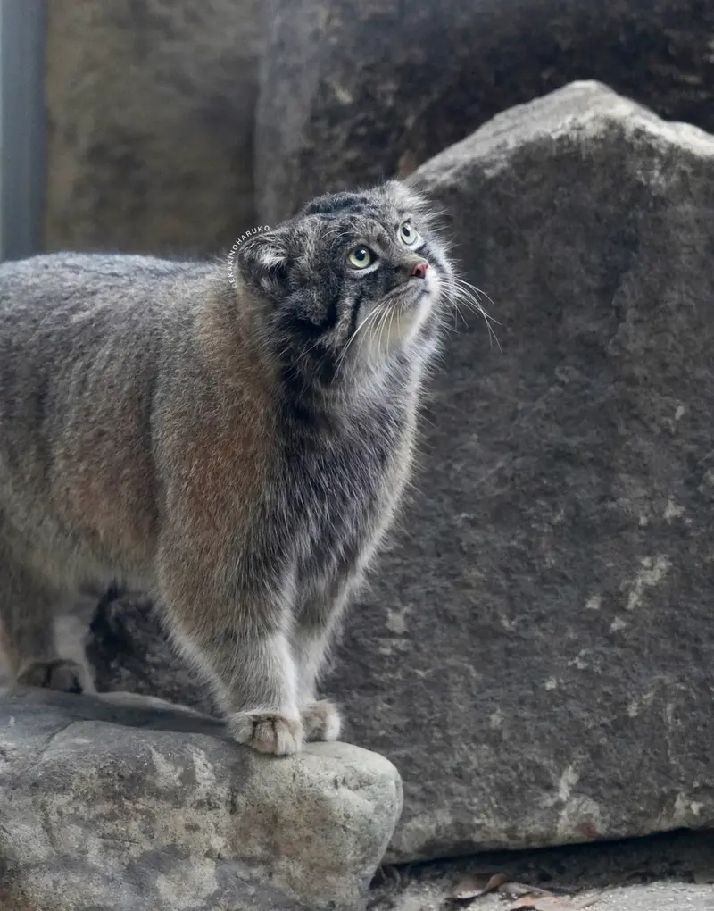 神戸どうぶつ王国のナルの写真