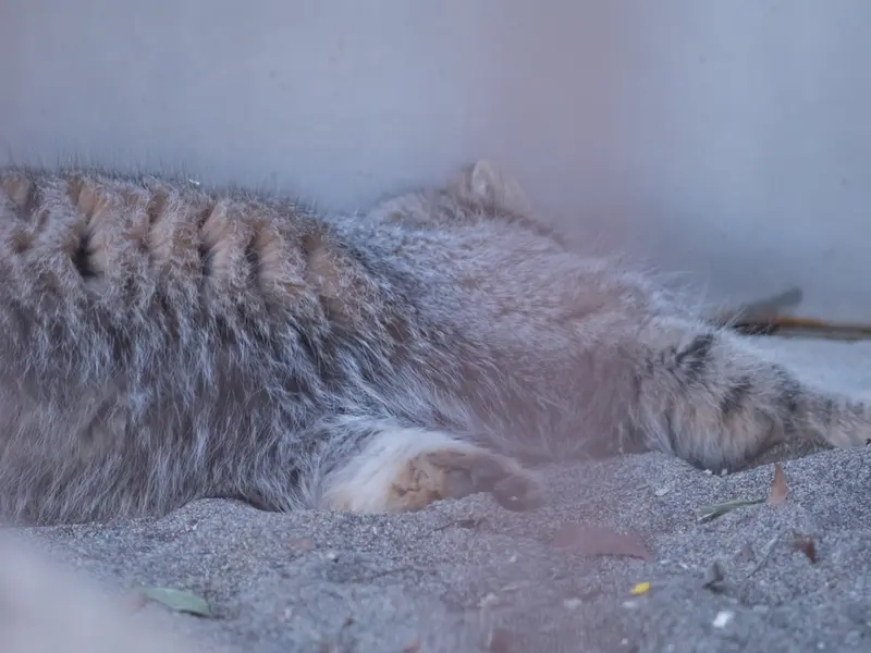 野毛山動物園のフィーガの写真