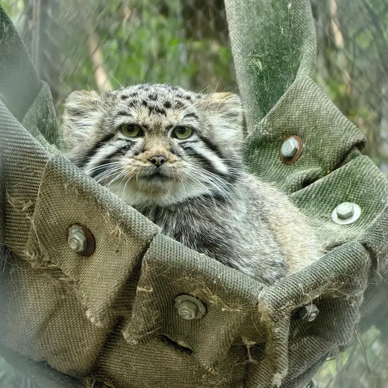 ノヴォシビルスク動物園のアーニャの写真