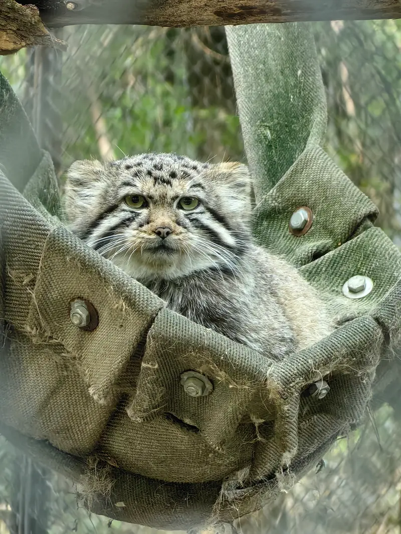 ノヴォシビルスク動物園のアーニャの写真