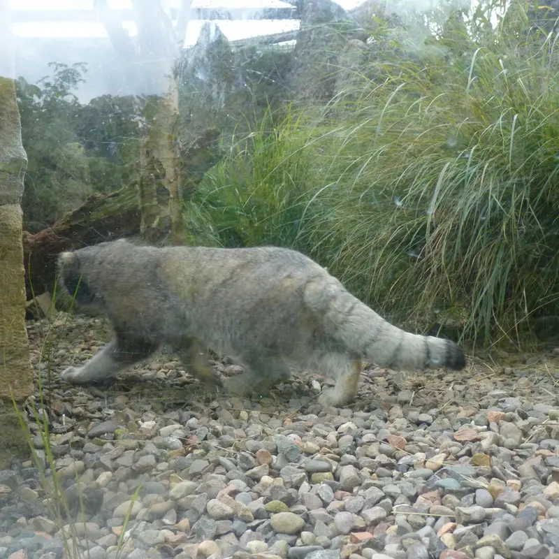 エディンバラ動物園のアキコの写真