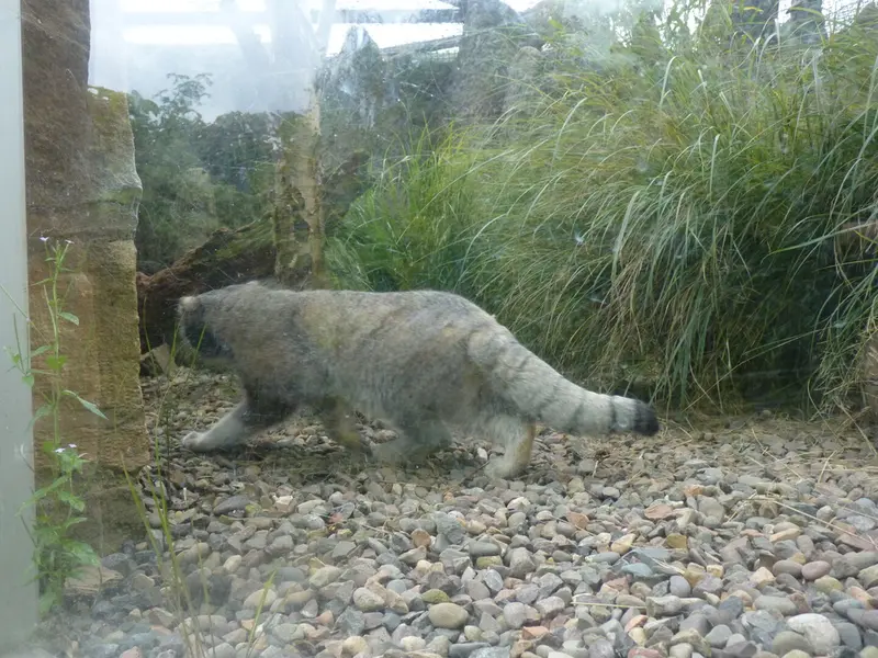 エディンバラ動物園のアキコの写真