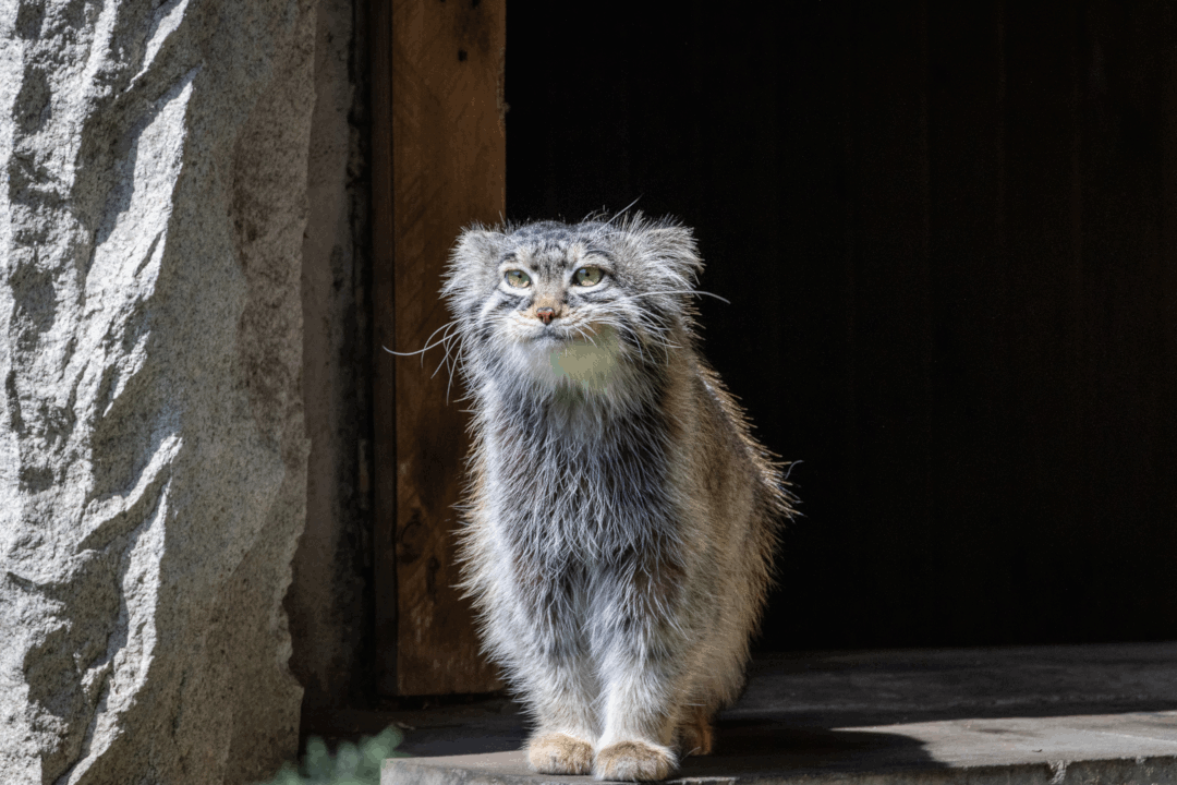 マヌルネコの写真