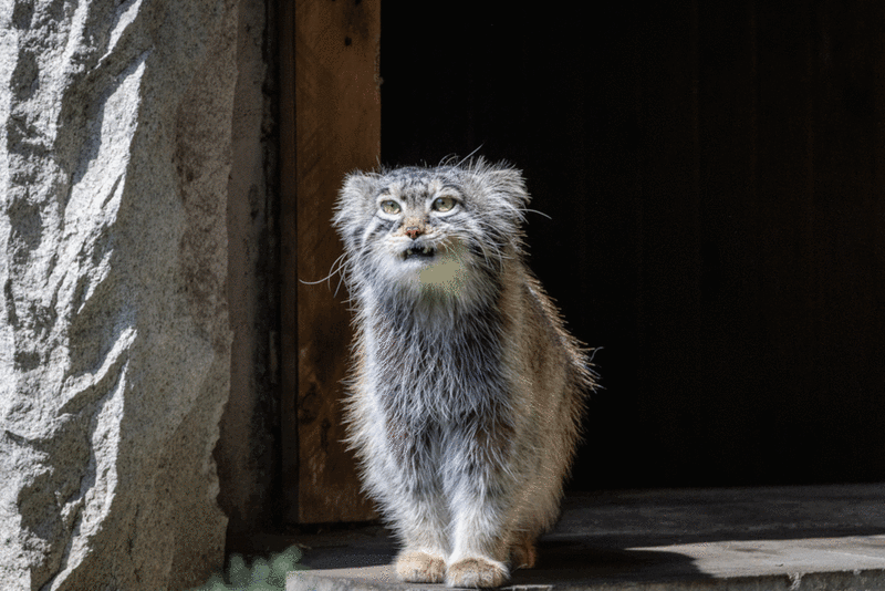 マヌルネコの写真