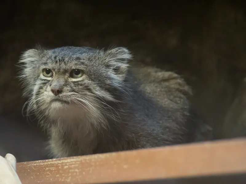 恩賜上野動物園のクリョンの写真
