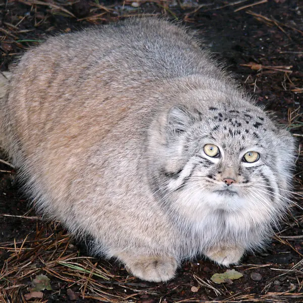 リガ動物園のハーストの写真