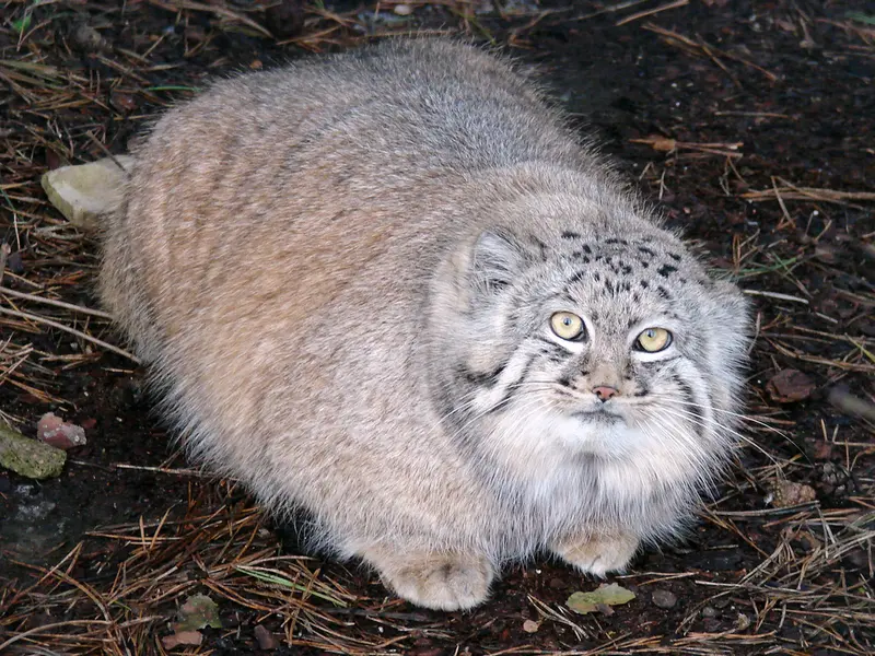 リガ動物園のハーストの写真