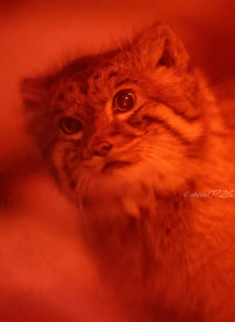 恩賜上野動物園のナイマの写真