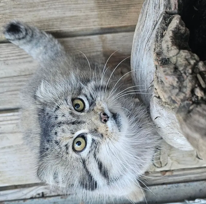プロジェクト・サバイバルズ・キャット・ヘイブンのガラブの写真