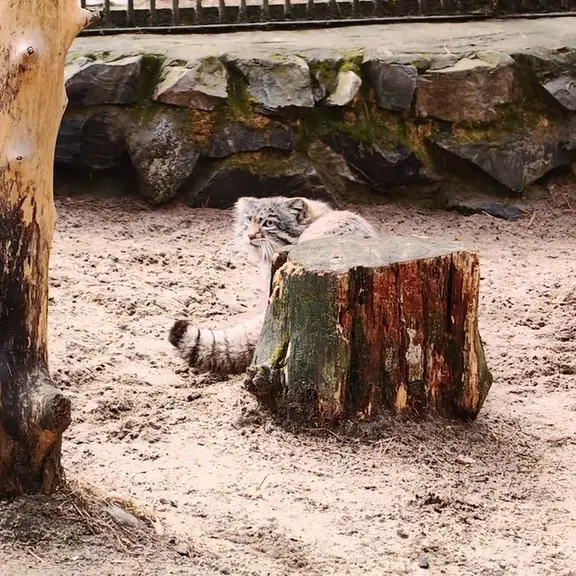 ノヴォシビルスク動物園のマヌルネコの写真