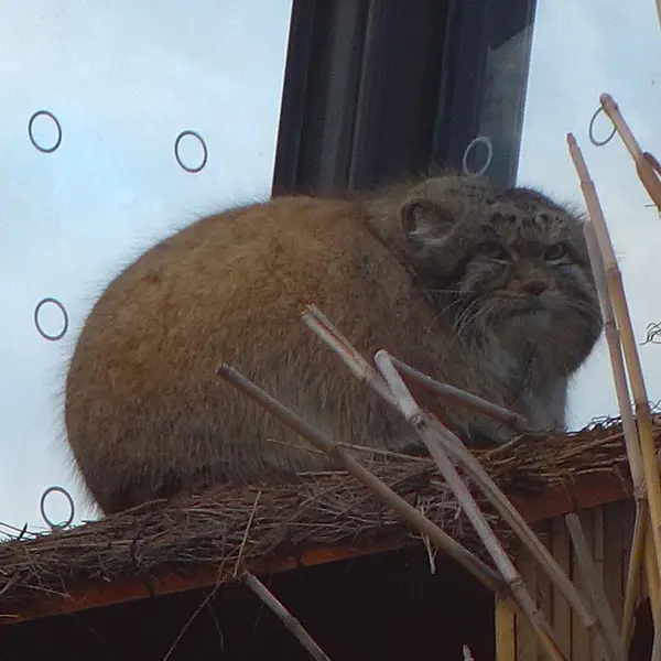 プラハ動物園のスパイの写真