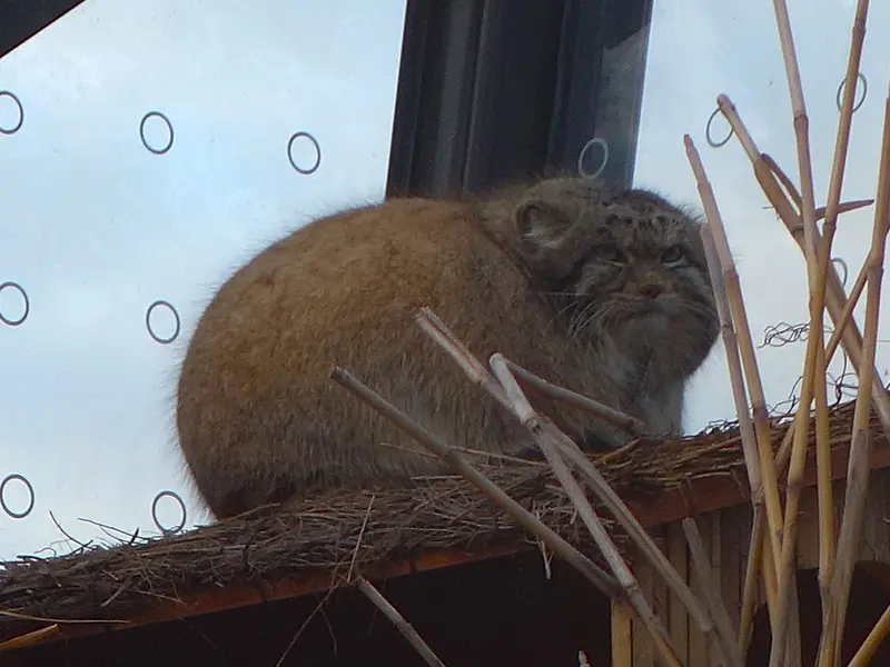 プラハ動物園のスパイの写真