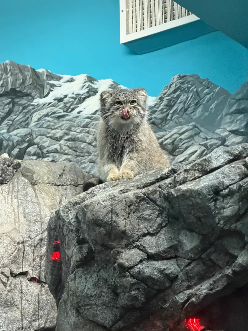 シンシナティ動物園のイザベルの写真