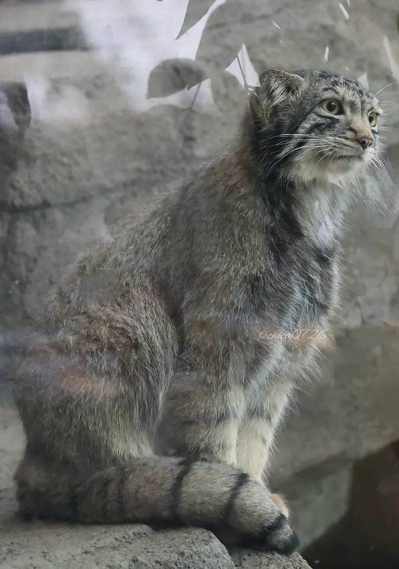 神戸どうぶつ王国のナゴムの写真