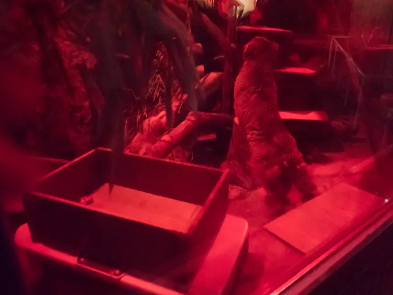 恩賜上野動物園のナイマの写真