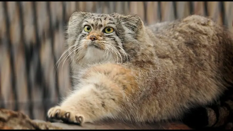 Novosibirsk Zooのイヴの動画