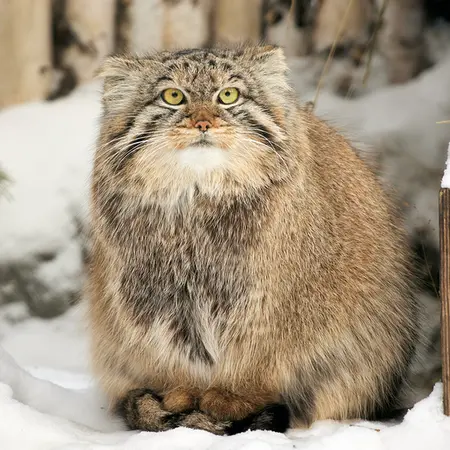 ノヴォシビルスク動物園のエマの写真
