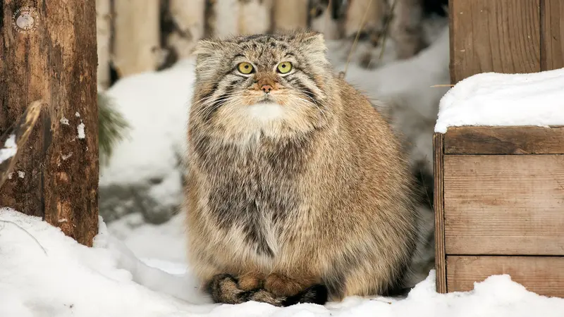 ノヴォシビルスク動物園のエマの写真