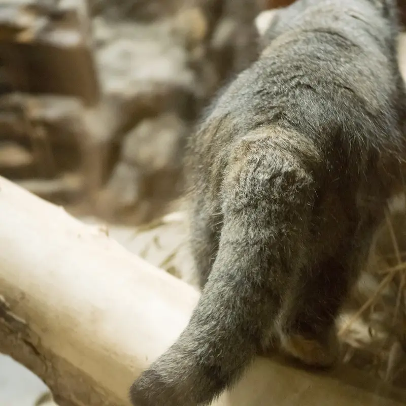 恩賜上野動物園のクリョンの写真