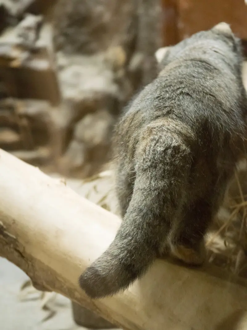 恩賜上野動物園のクリョンの写真