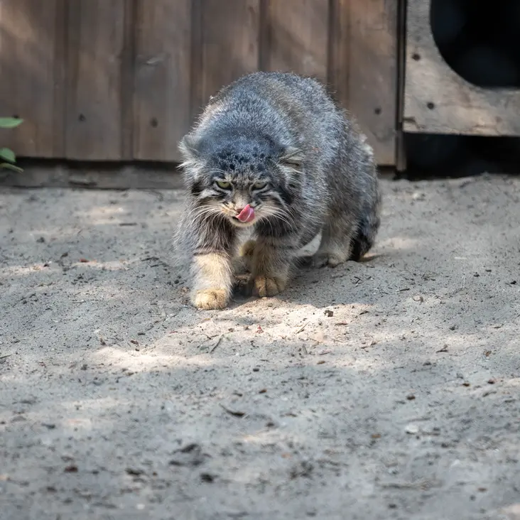 ノヴォシビルスク動物園のグレイの写真