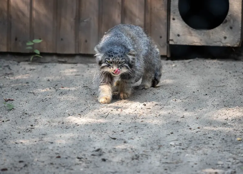 ノヴォシビルスク動物園のグレイの写真