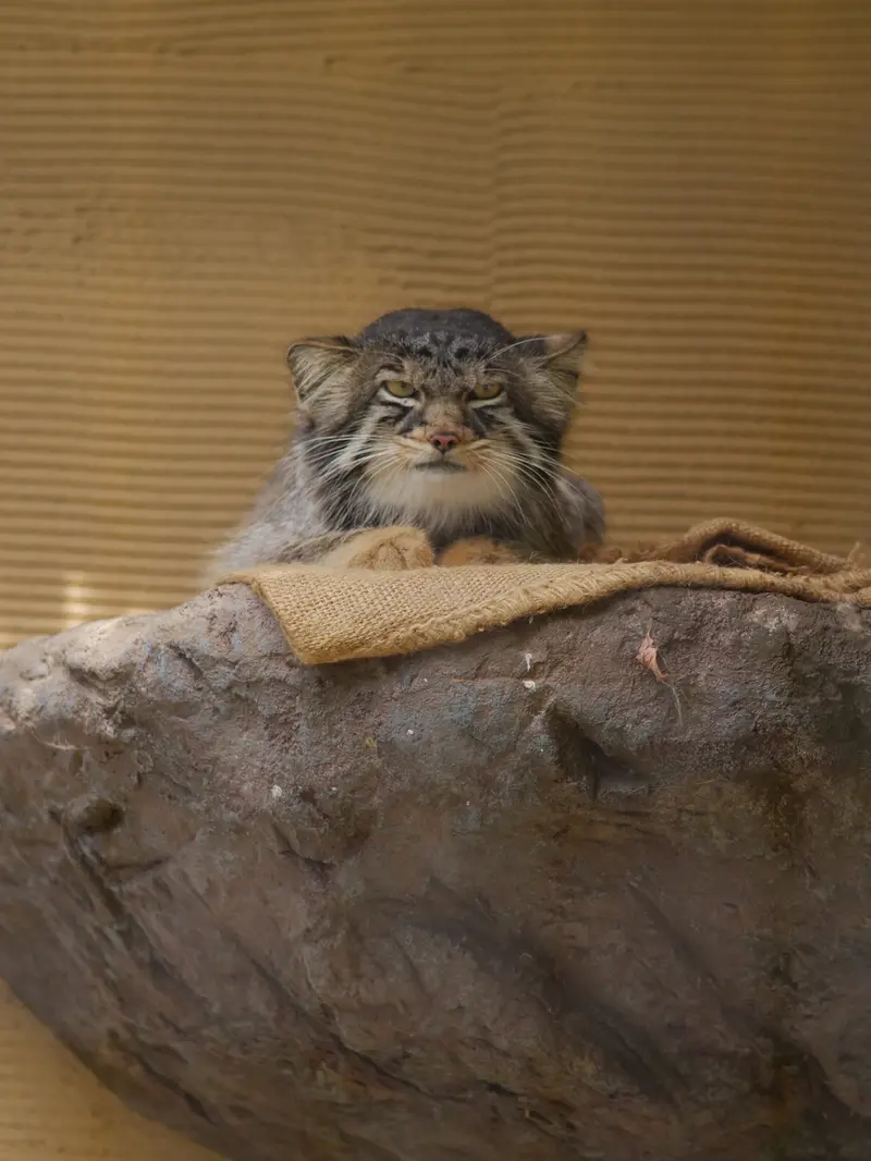 旭山動物園のヒデの写真