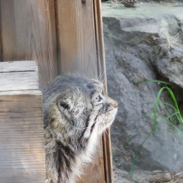ノヴォシビルスク動物園のゼレノゴルスクの写真