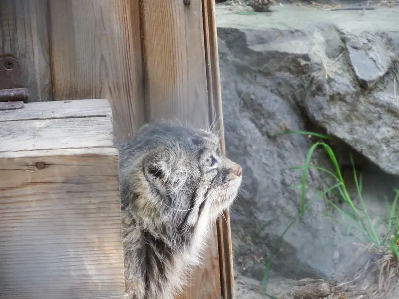 ノヴォシビルスク動物園のゼレノゴルスクの写真