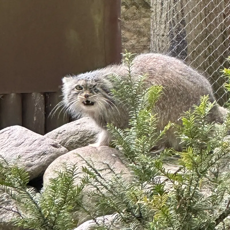 ポズナン新動物園のボジェンカの写真