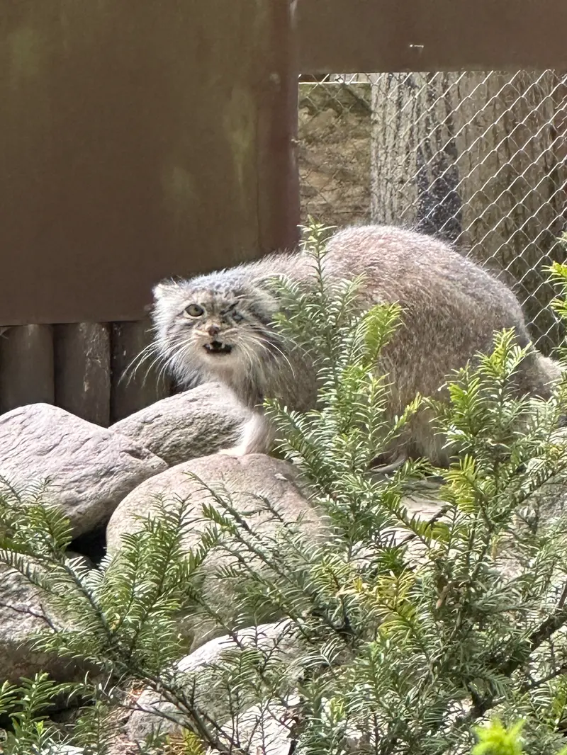 ポズナン新動物園のボジェンカの写真